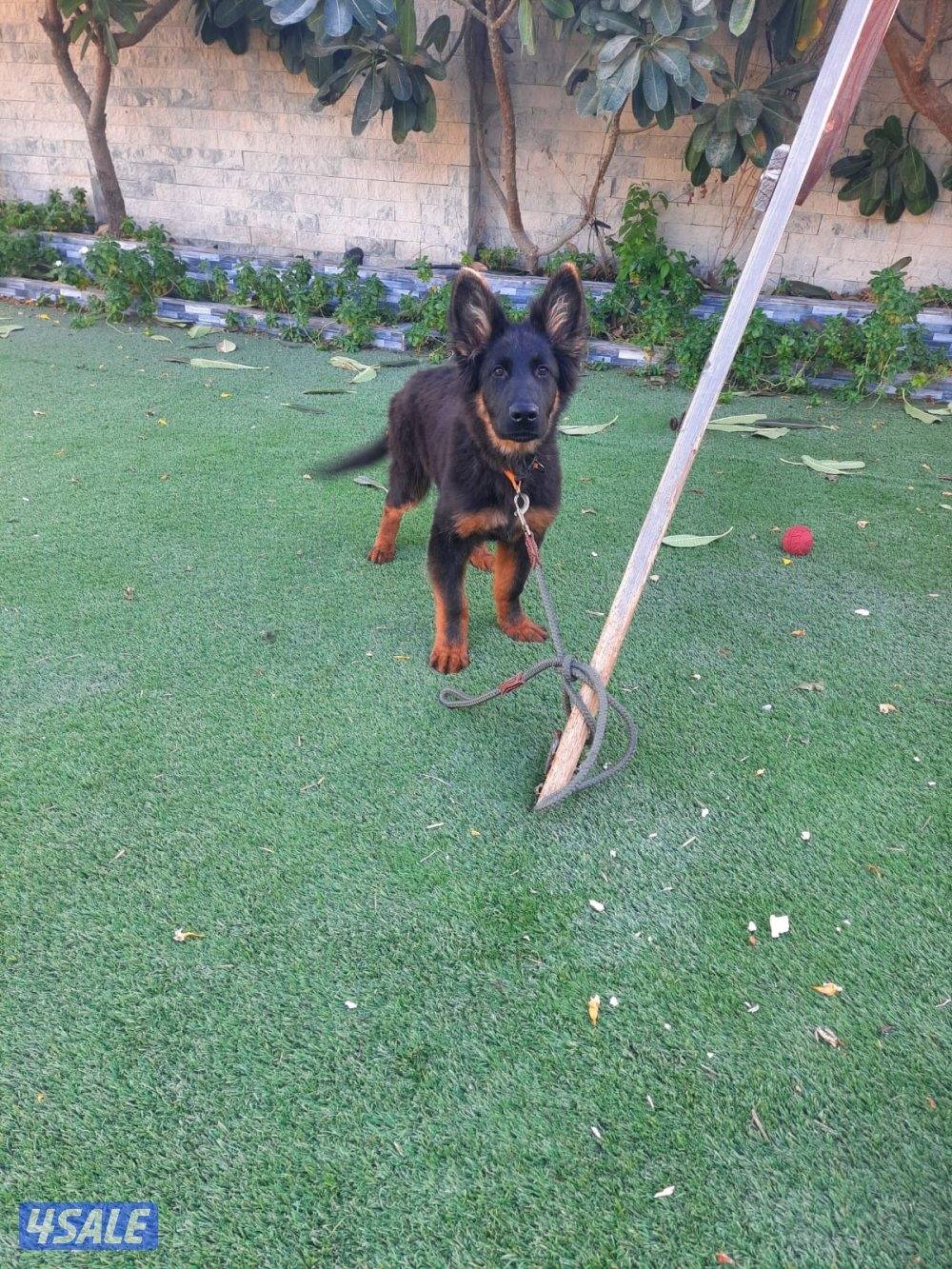 للبيع يرو جيرمن شيبرد جامبو0