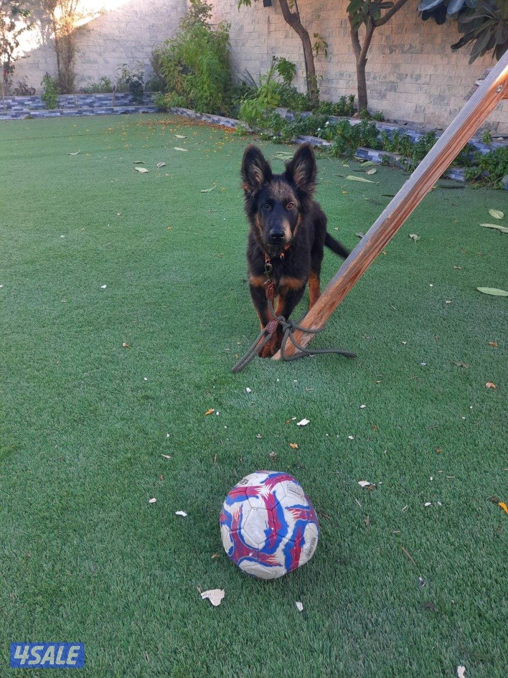 للبيع يرو جيرمن شيبرد جامبو1