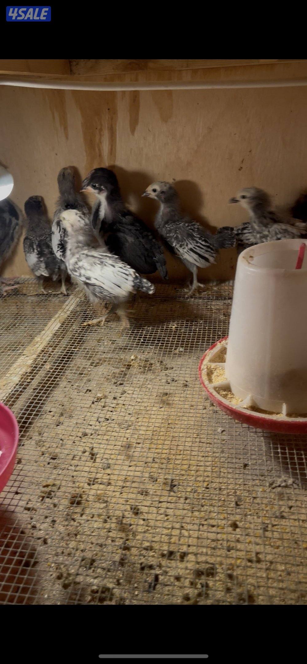 فروخ مهرج و لافندر0