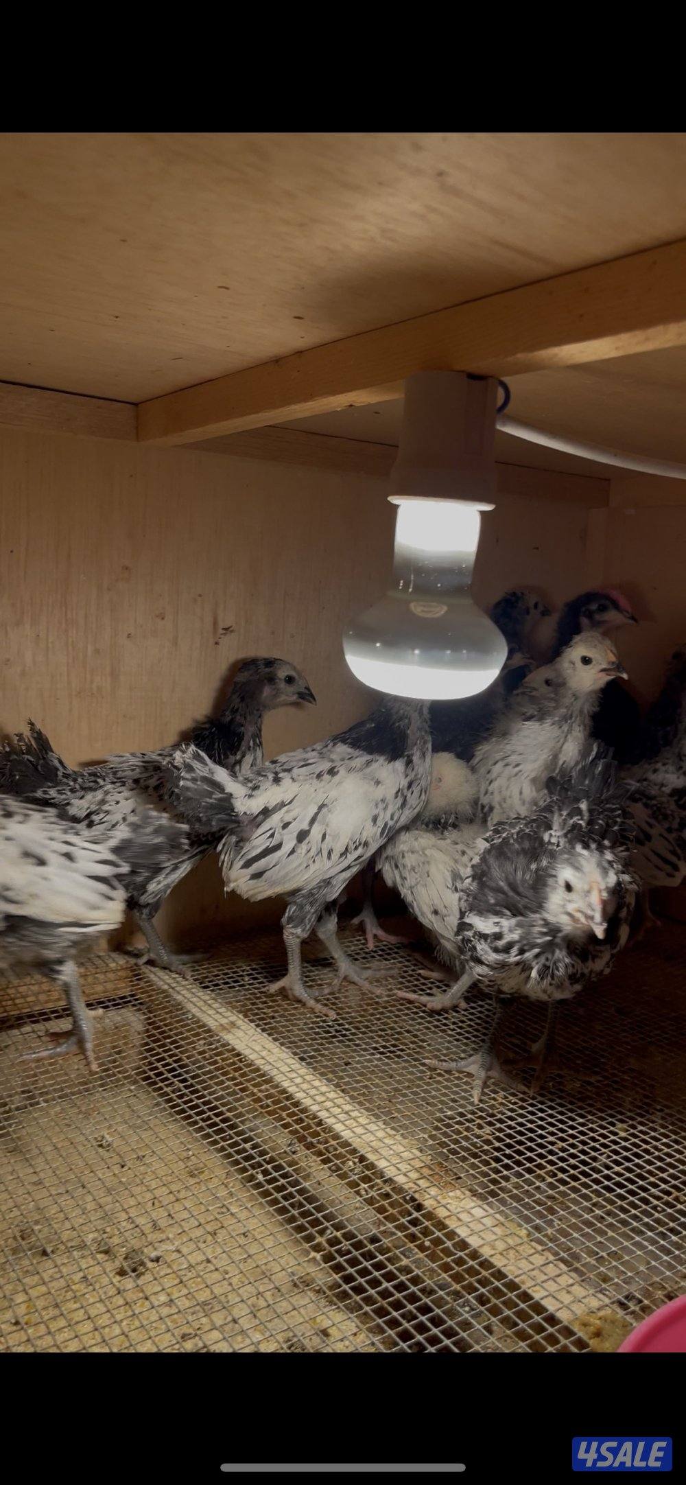 فروخ مهرج و لافندر1