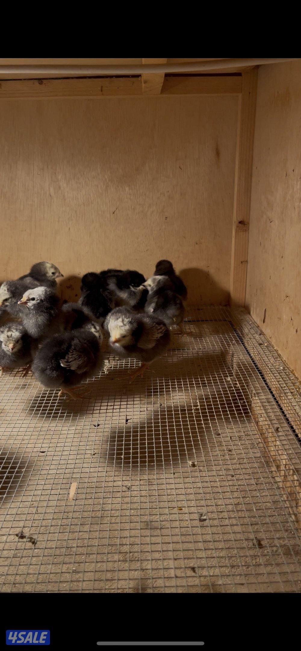 فروخ مهرج و لافندر2