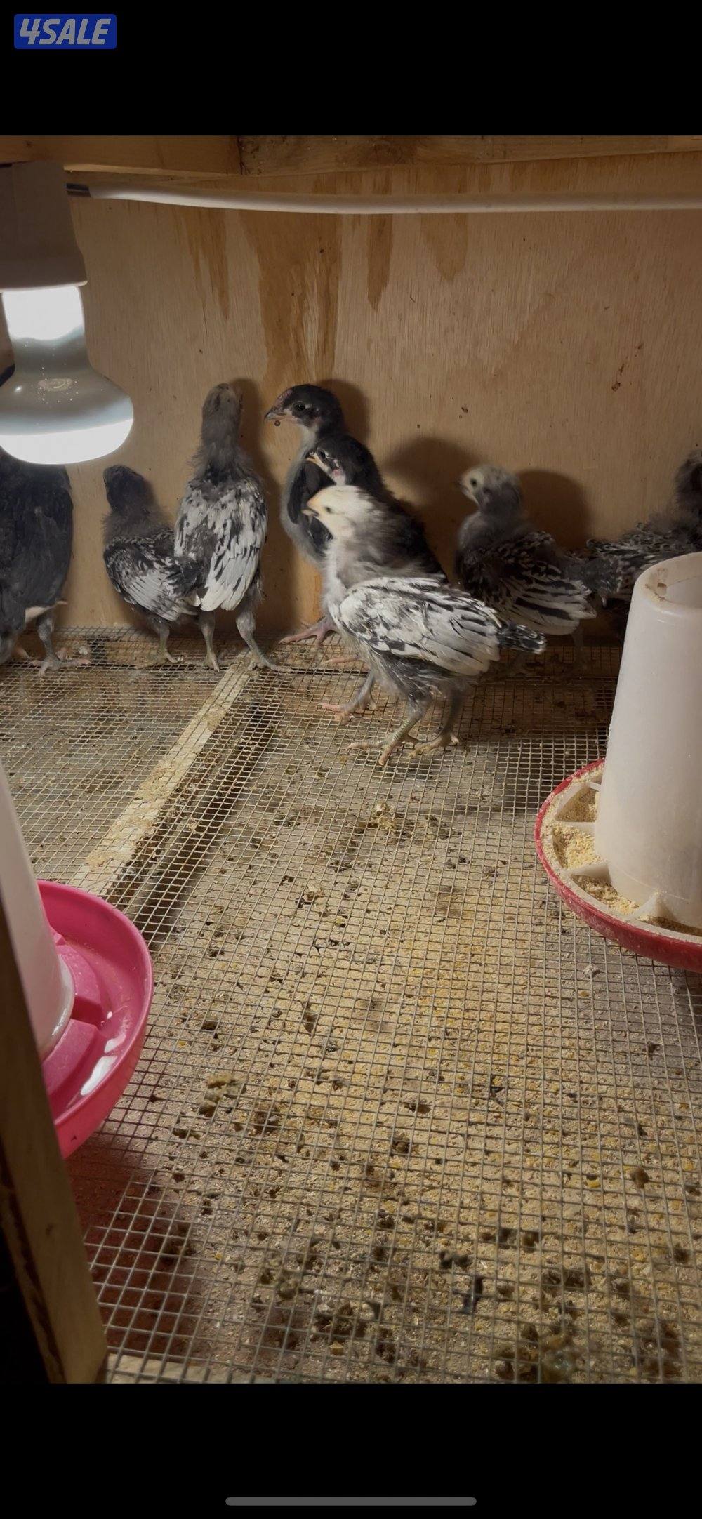 فروخ مهرج و لافندر3