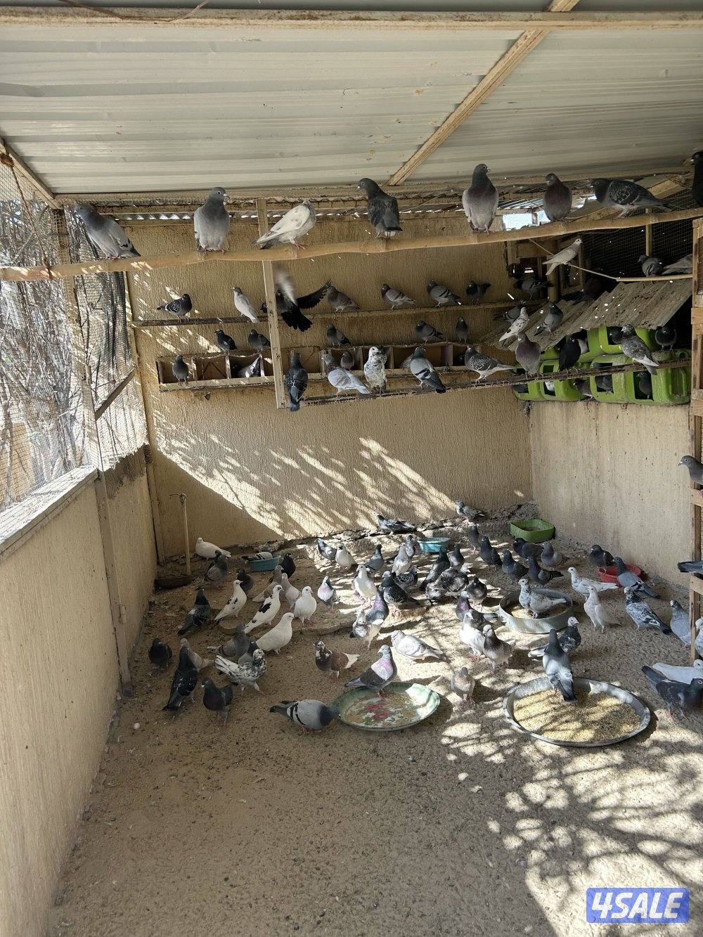 للبيع مجاميع دياي و رومي و حمام0