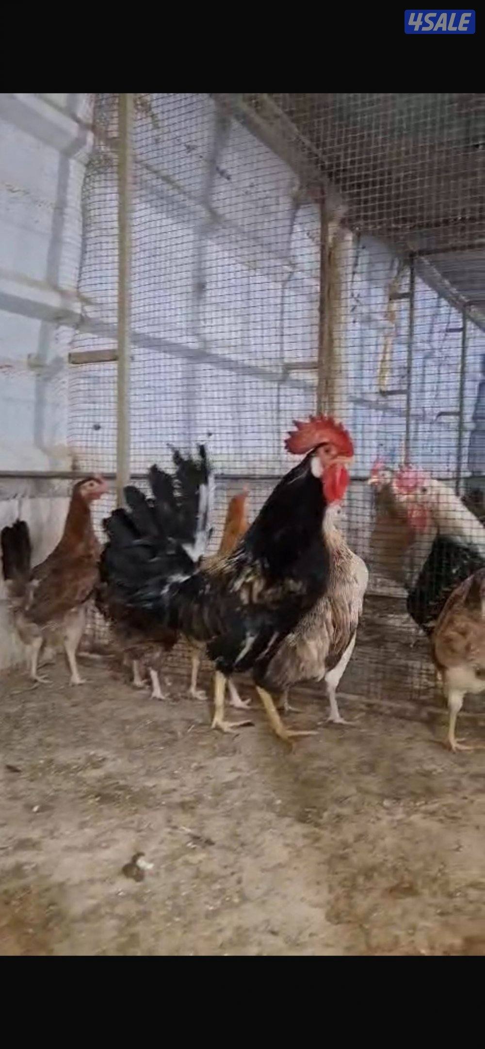 للبيع مجاميع دياي و رومي و حمام1