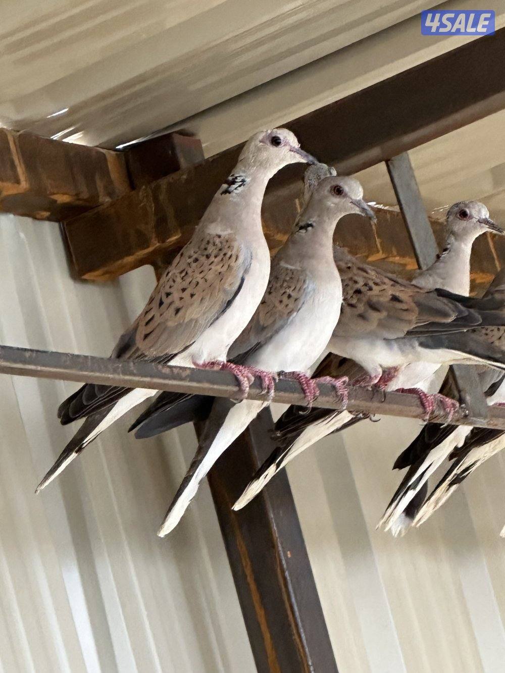 للبيع حمام بر(القمري) انتاج الكويت ومحجل من 40إلى 45حبه الحبه ب 80