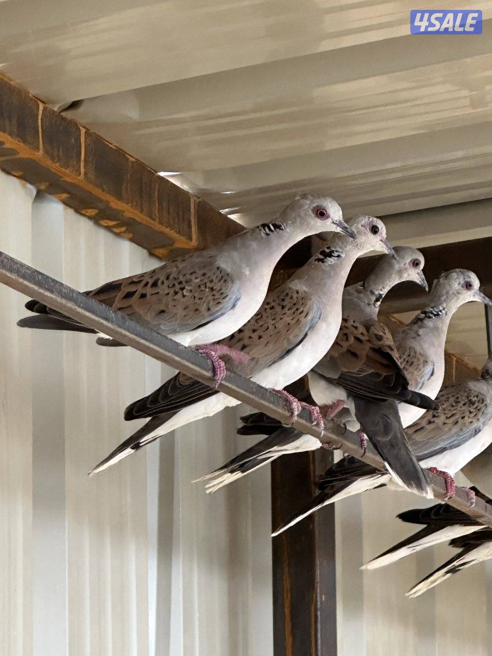 للبيع حمام بر(القمري) انتاج الكويت ومحجل من 40إلى 45حبه الحبه ب 82