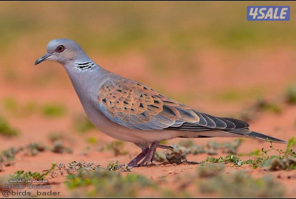 للبيع حمام بر(القمري) انتاج الكويت ومحجل من 40إلى 45حبه الحبه ب 81