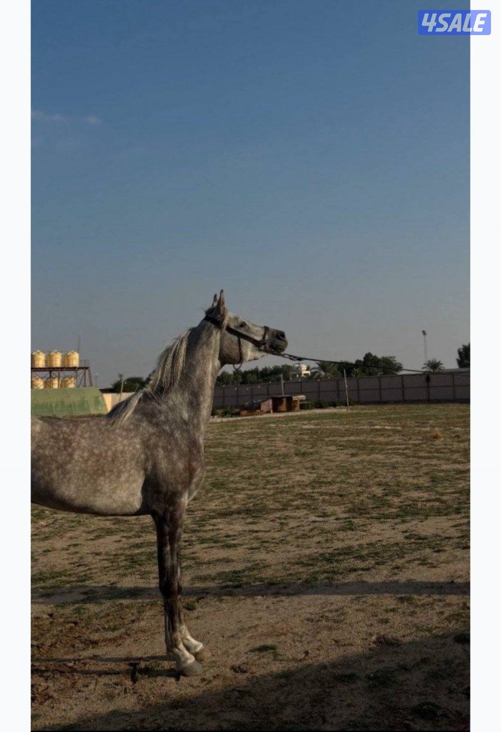 للبيع فرس بولش فاخرة0