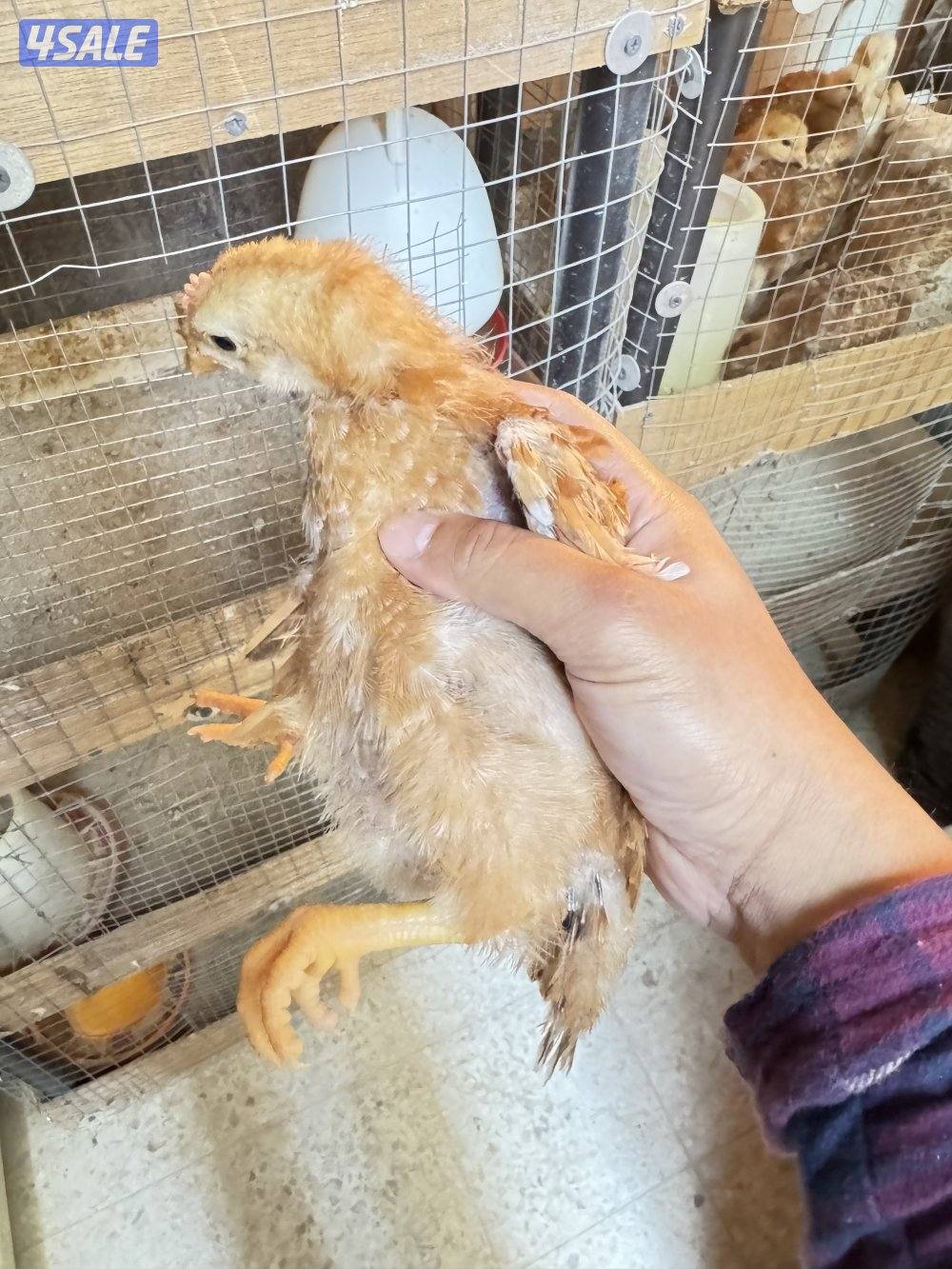 فروخ ايستر ايقر لوهمان3