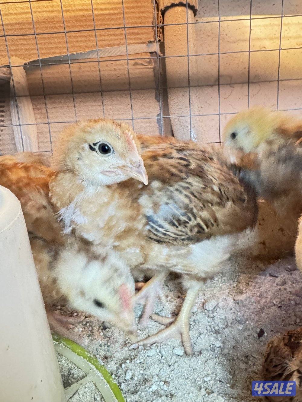 فروخ ايستر ايقر لوهمان4