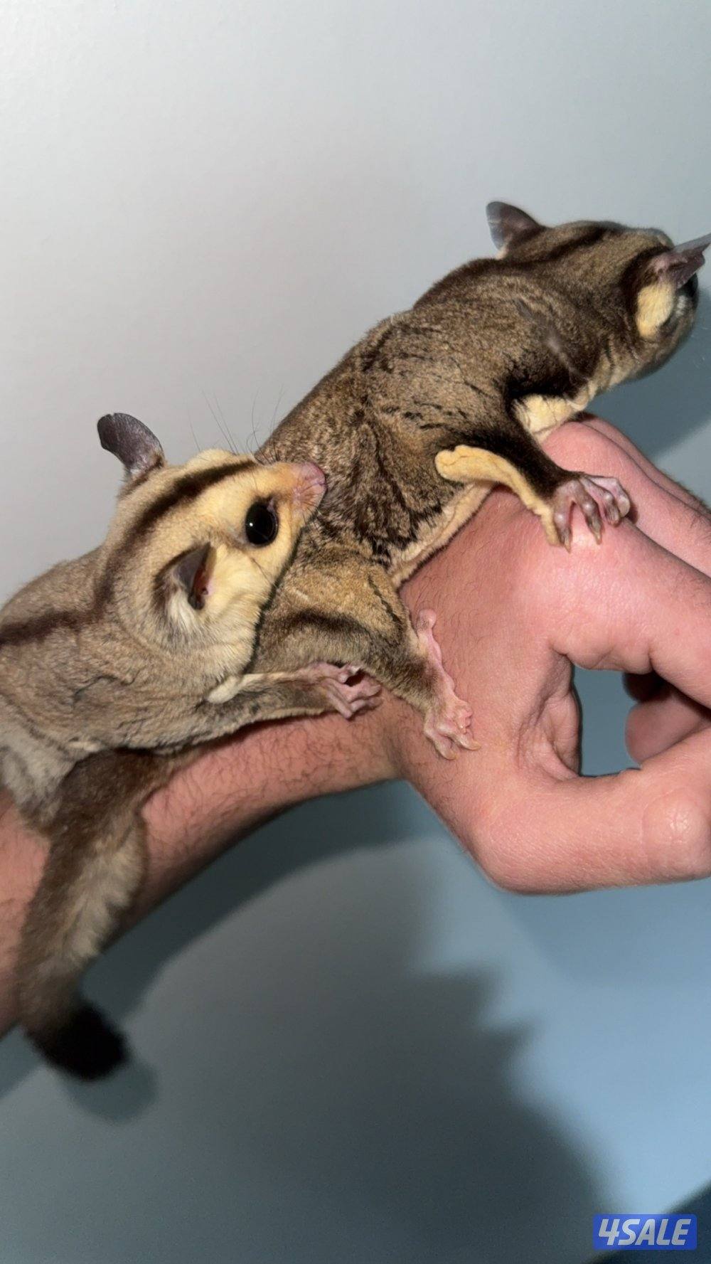 للبيع سنجاب طائر (شوقر قلايدر)0