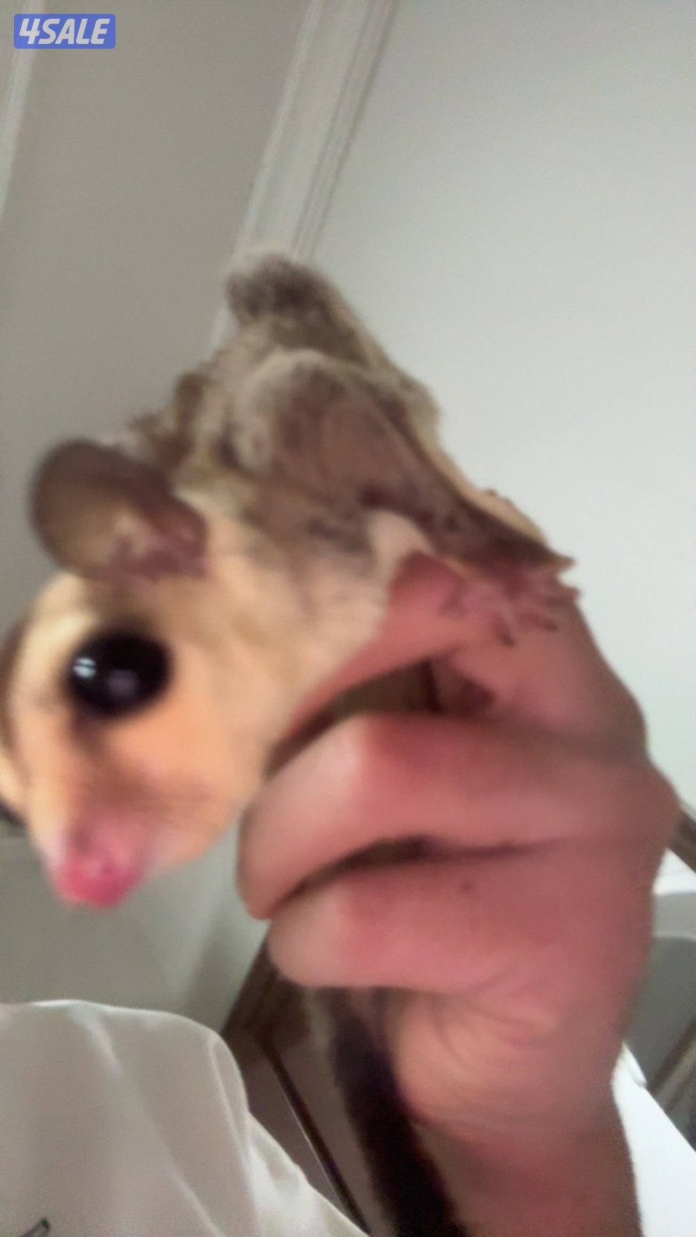 للبيع سنجاب طائر (شوقر قلايدر)1