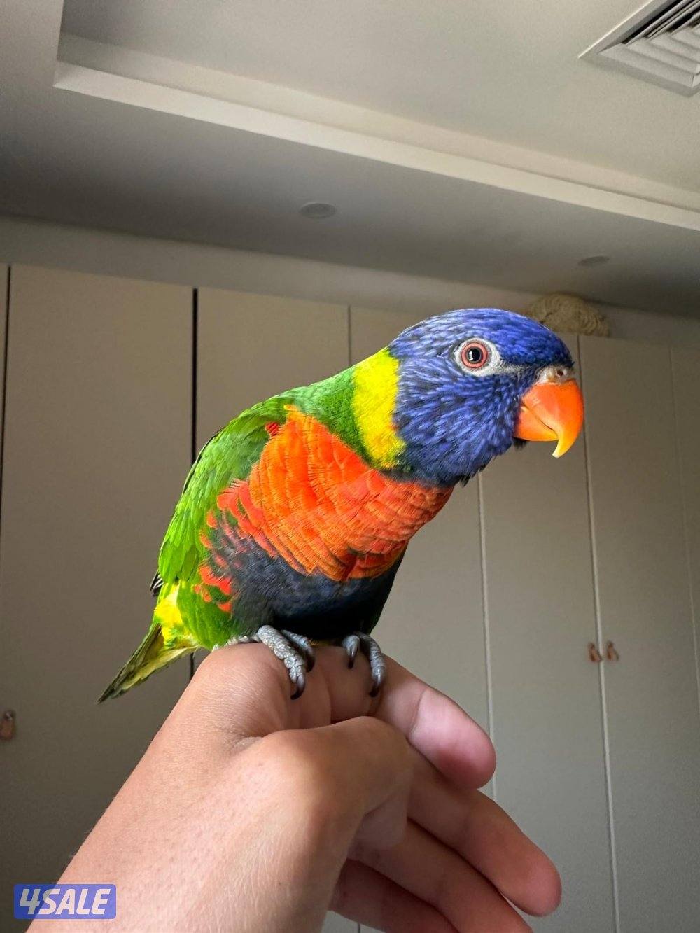 للبيع لوري مع قفصه0