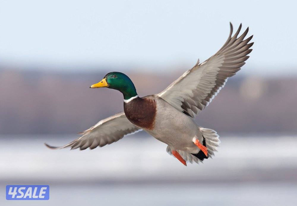 بيض بط خضاري0