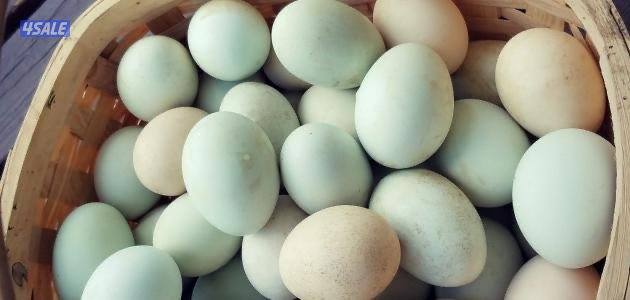 بيض بط خضاري2