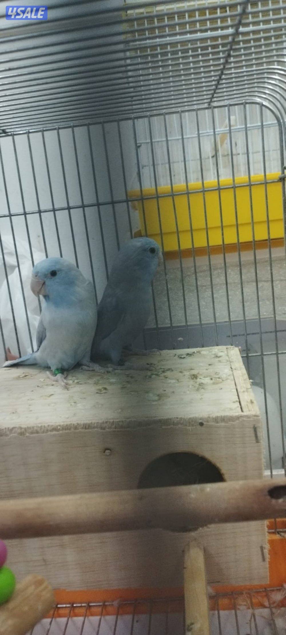 للبيع يوز باروليت For sale: A pair of small, non-tampered parrots born0