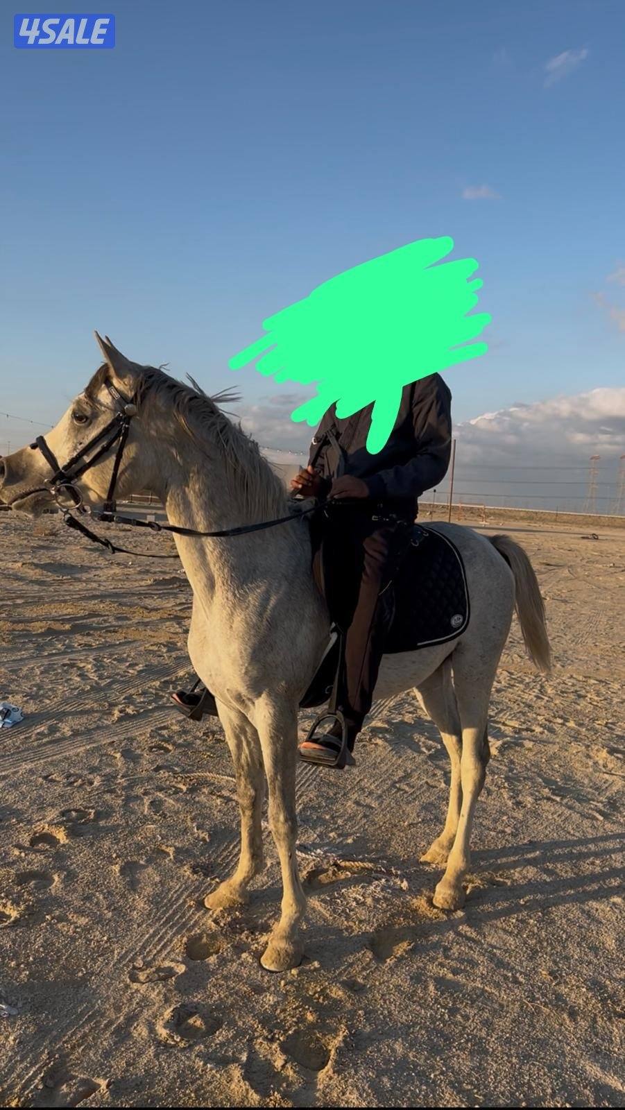 للبيع احصان بلدي0