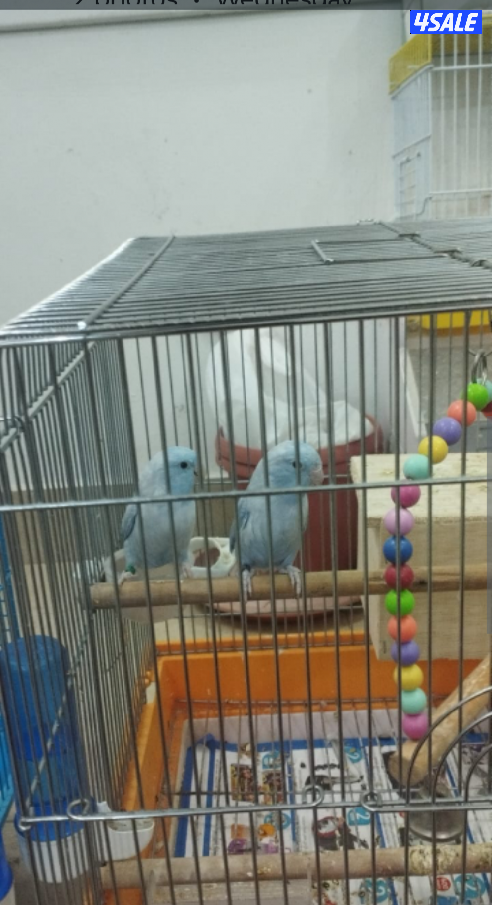 للبيع يوز باروليت For sale: A pair of small, non-tampered parrots born1