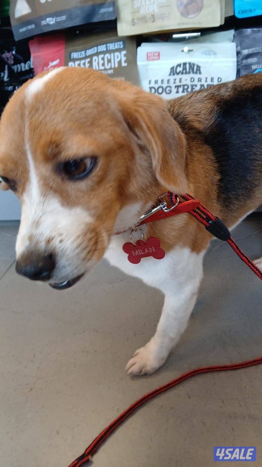 ميني سايز Begal breed  للبيع بيغل  نثية3