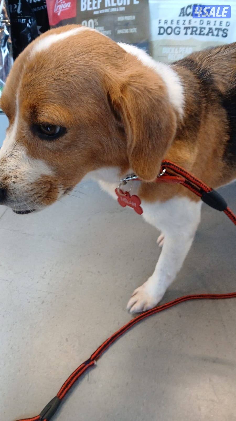 بيغل الحجم ميني نثية begal breed female 10 months old very polite0