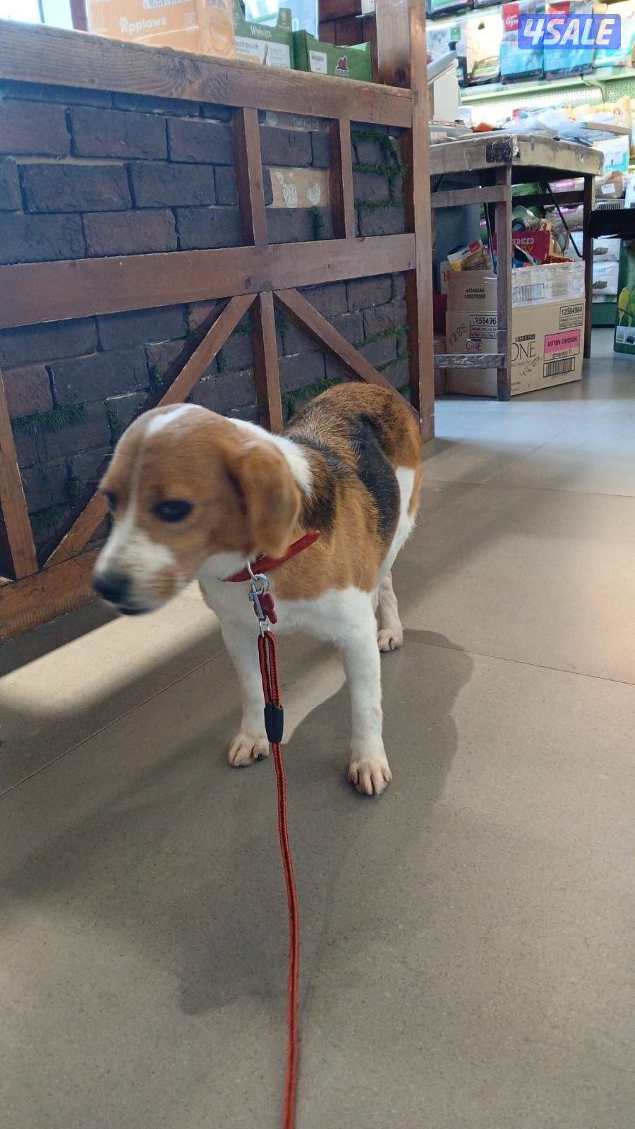 بيغل الحجم ميني نثية begal breed female 10 months old very polite1