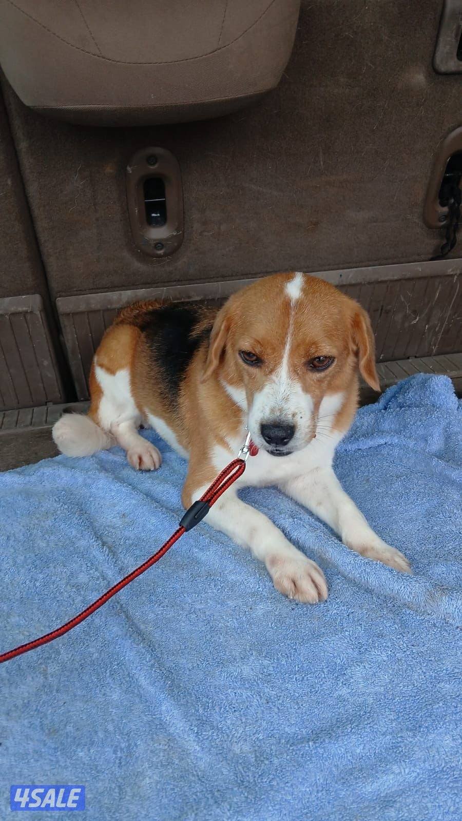 بيغل الحجم ميني نثية begal breed female 10 months old very polite2