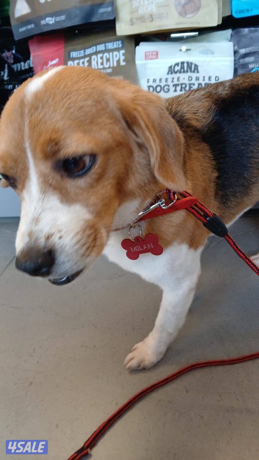 بيغل الحجم ميني نثية begal breed female 10 months old very polite3