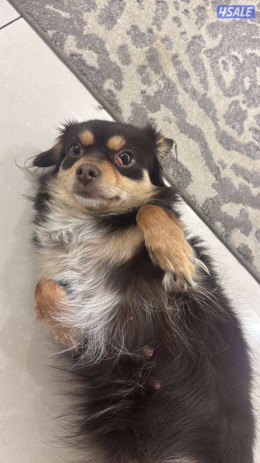 مكس جيواوه - حبوبين يحبون لعب - هادين1