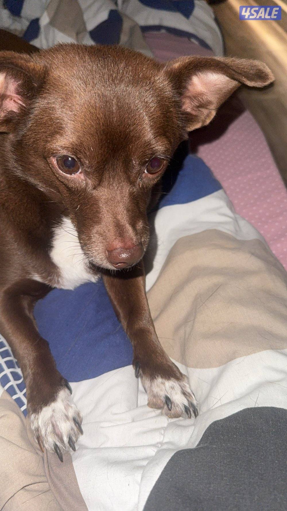 مكس جيواوه - حبوبين يحبون لعب - هادين2