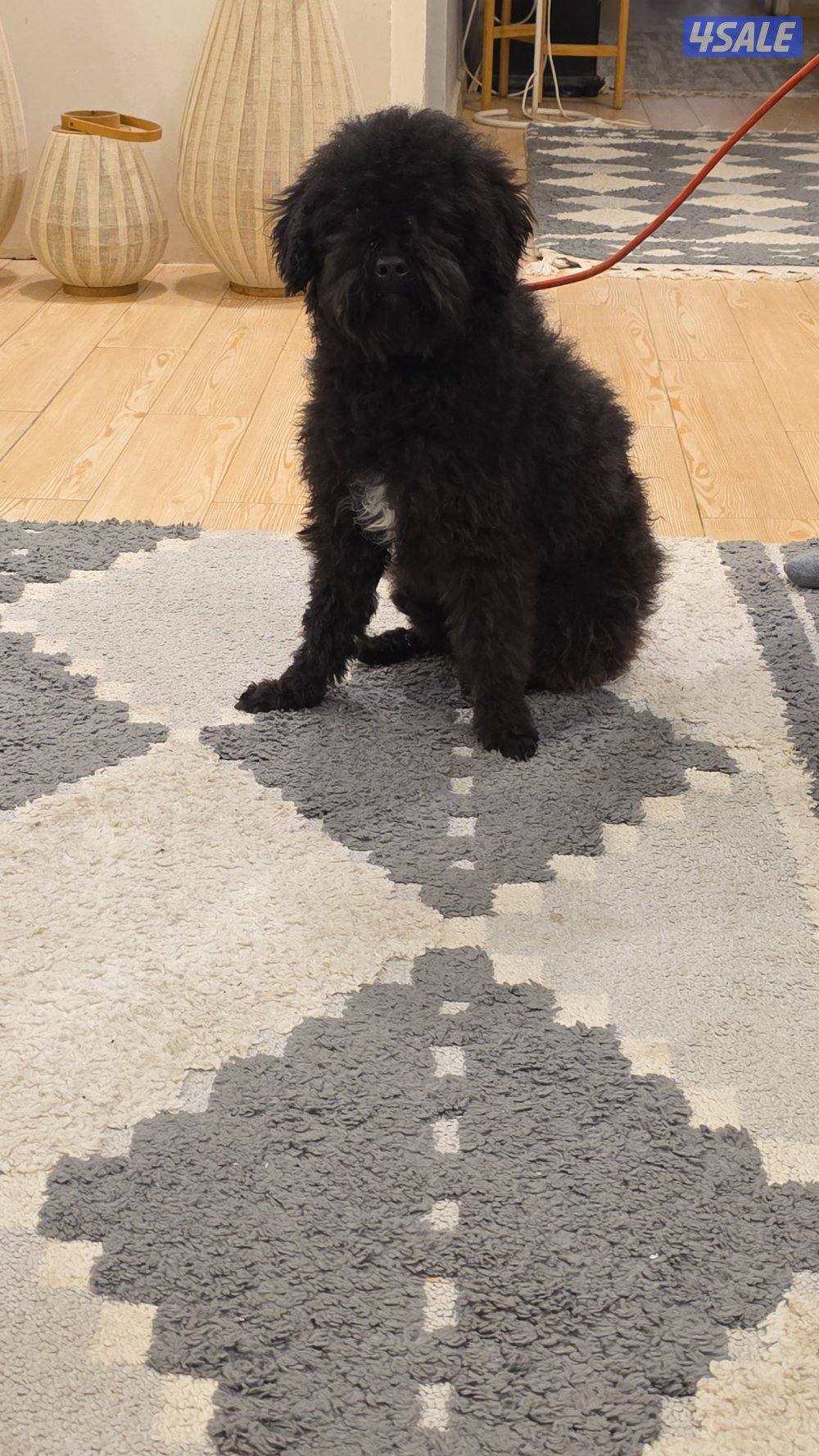 بيعه سريعه بودل ذكر0