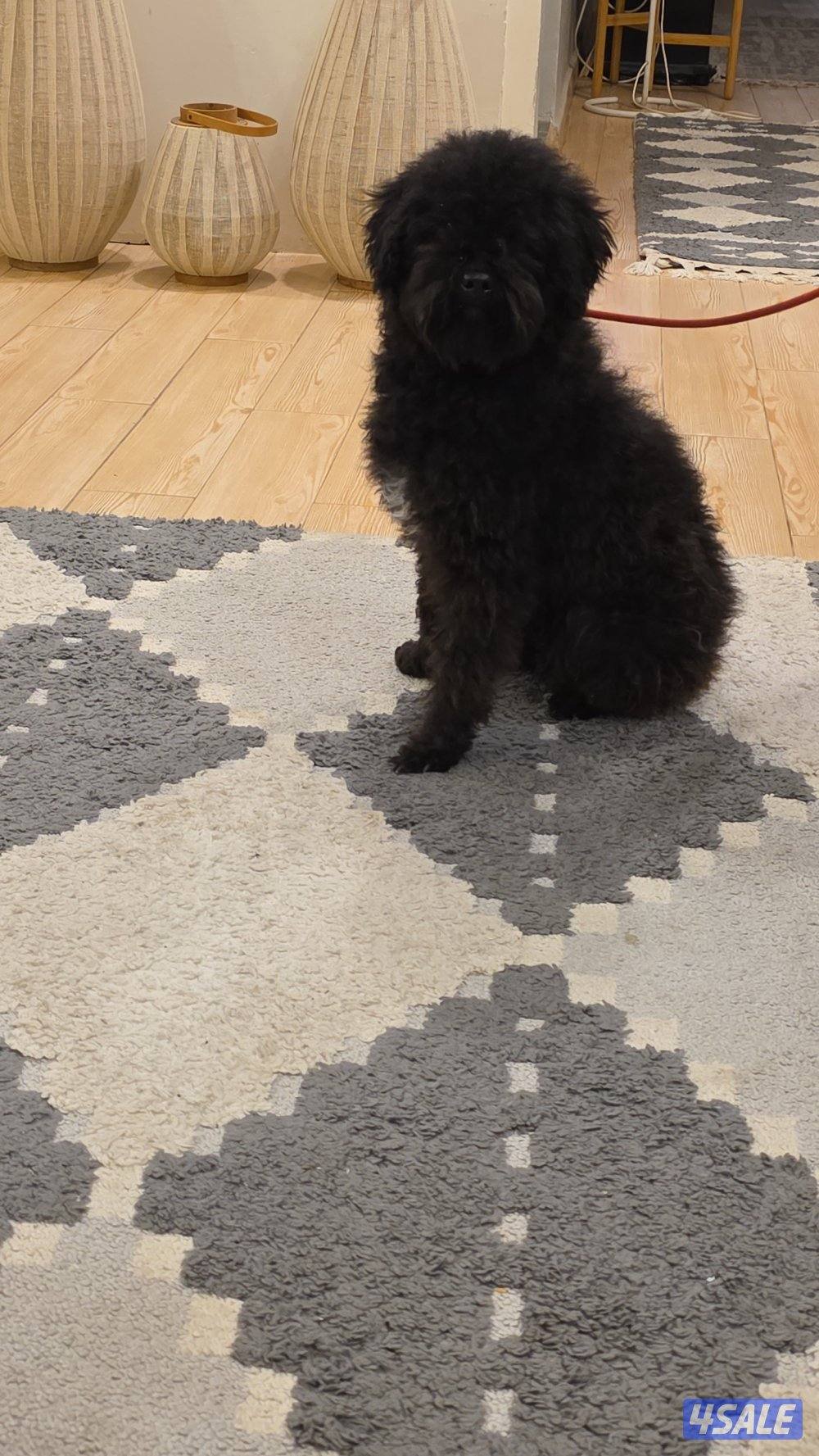 بيعه سريعه بودل ذكر1