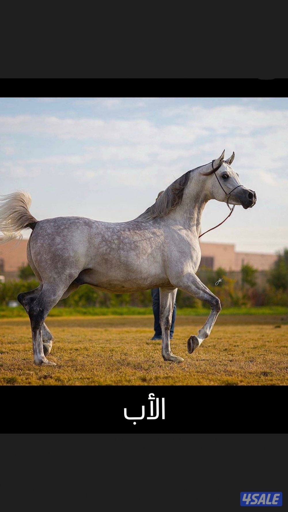 مهر مصري ولد م سيوه و عز الراشديه عمره ٤ شهور1