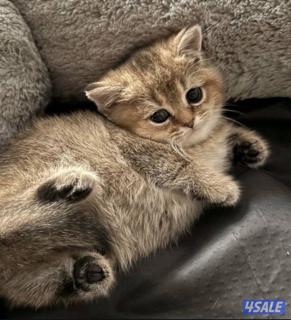 سكوتش شورت هير ،،،اقزام،،،التوصيل خلال ساعه ،،، بيووووور5