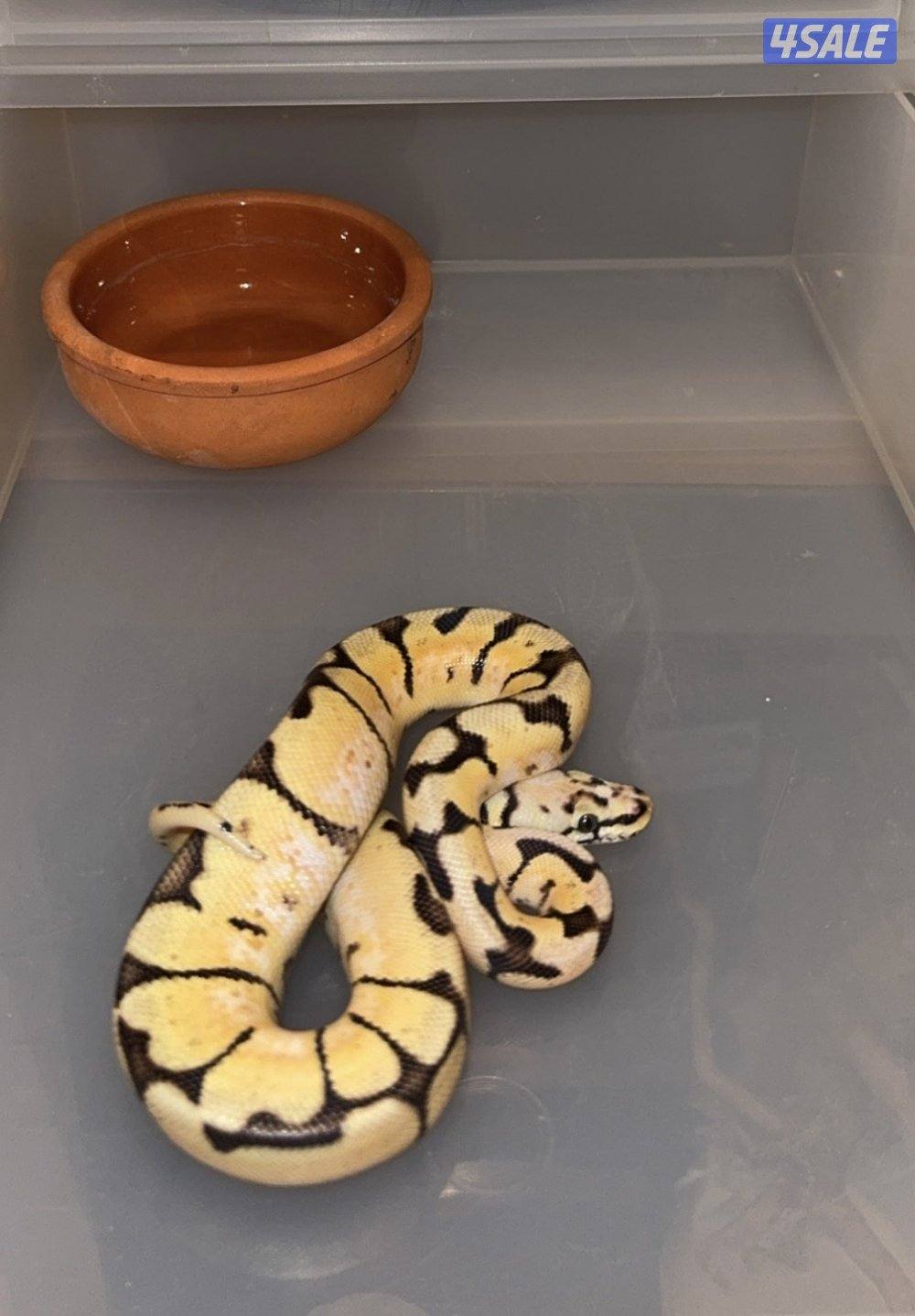 للبيع بول بايثون0