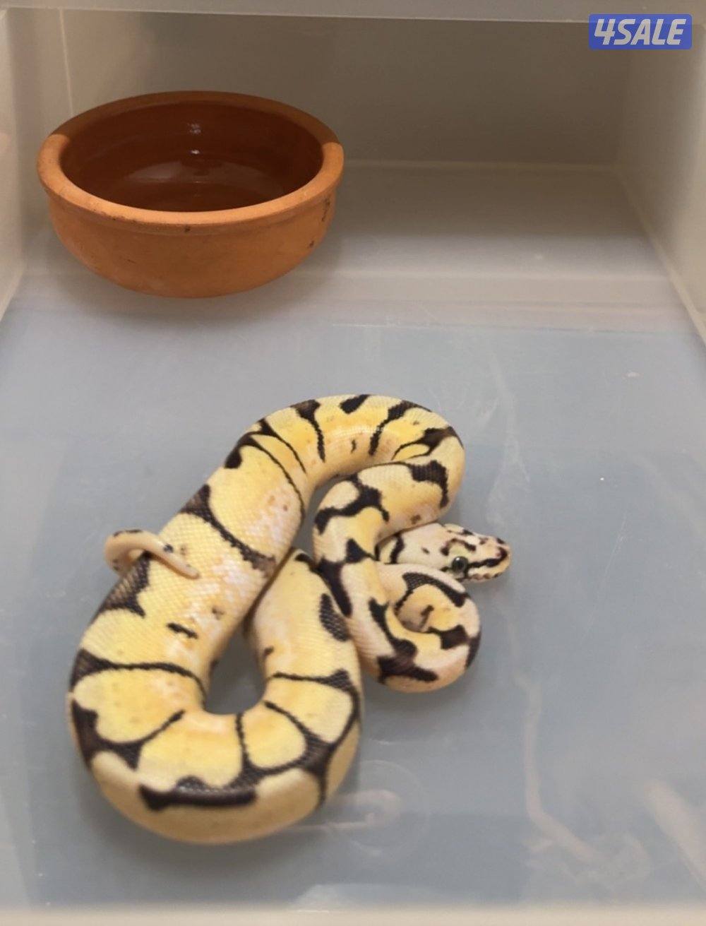 للبيع بول بايثون1