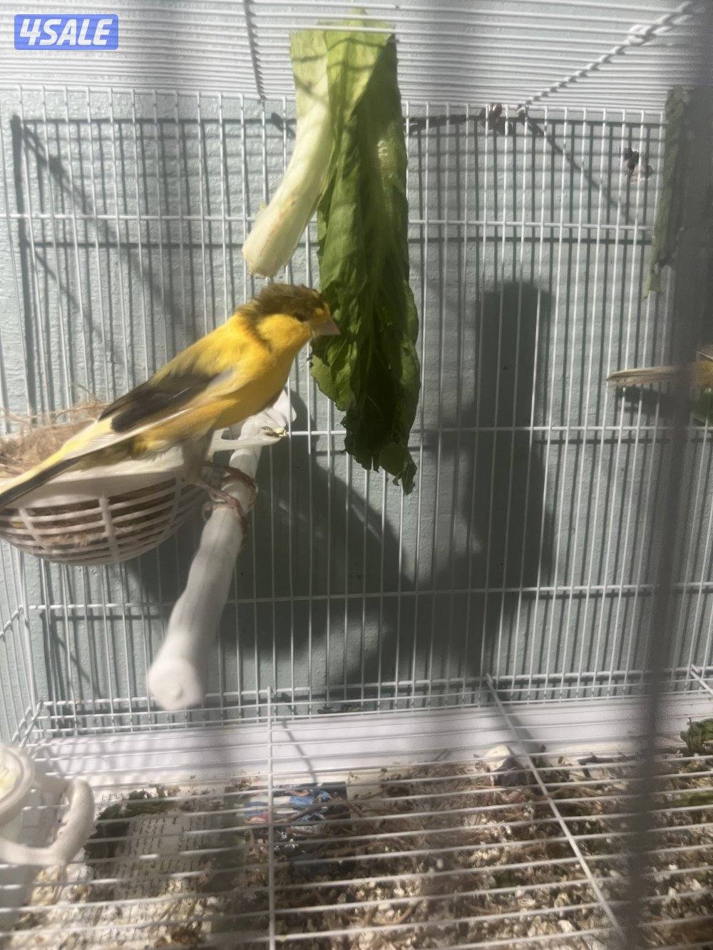 جوز كناري جامبو معاه فرخين نوعهم ايراني للبيع0