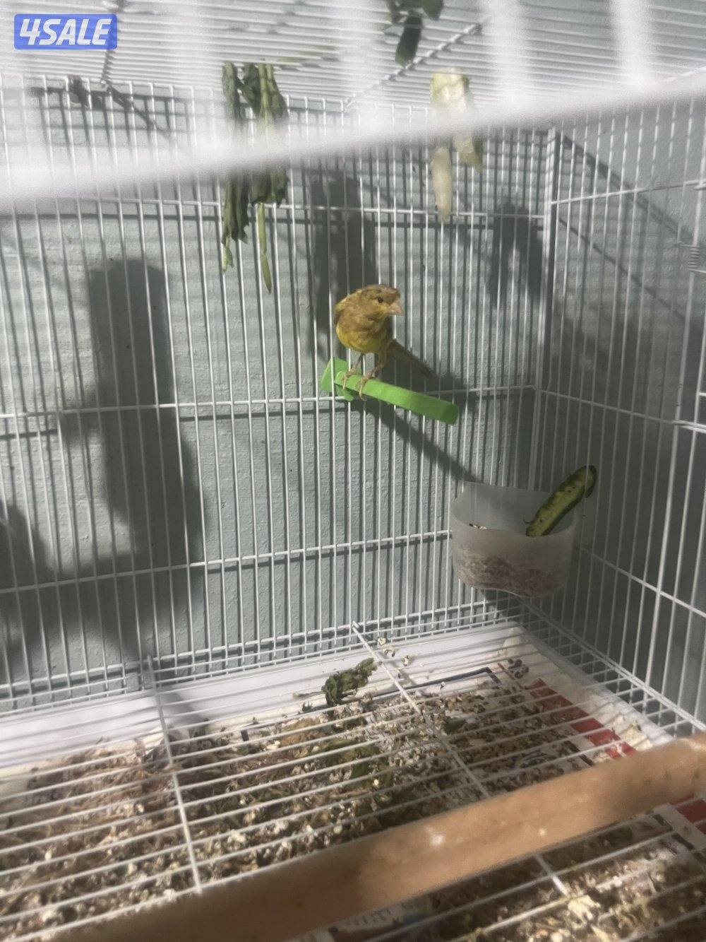 جوز كناري جامبو معاه فرخين نوعهم ايراني للبيع1