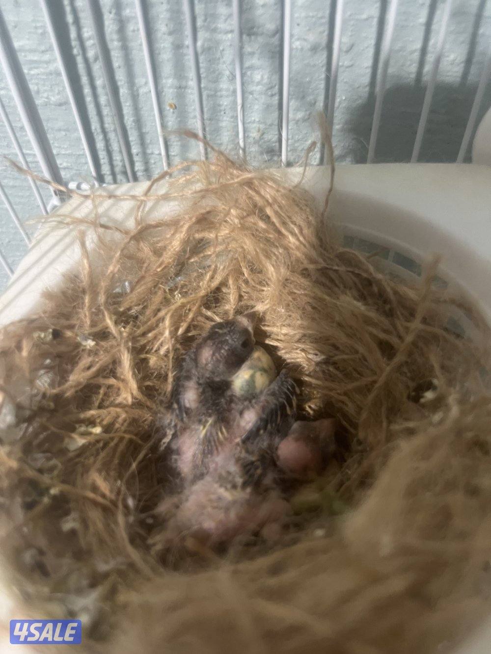 جوز كناري جامبو معاه فرخين نوعهم ايراني للبيع2