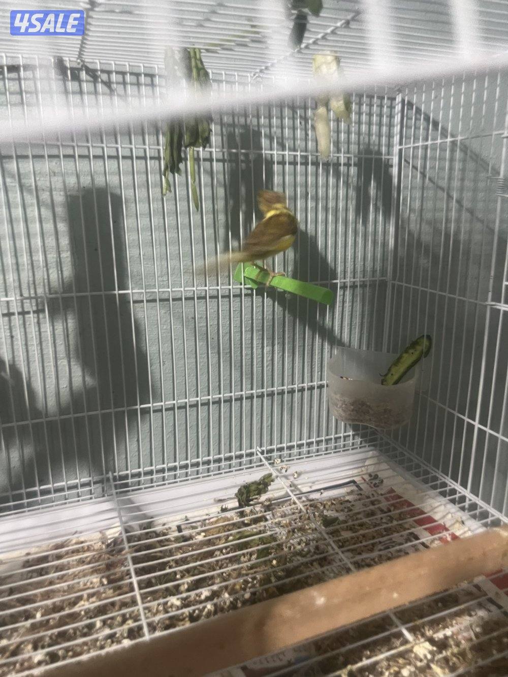 جوز كناري جامبو معاه فرخين نوعهم ايراني للبيع3