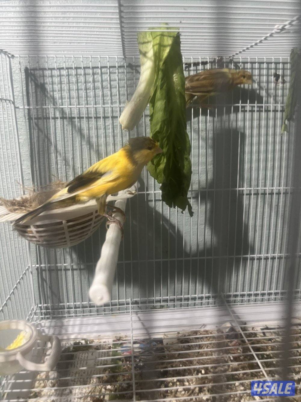 جوز كناري جامبو معاه فرخين نوعهم ايراني للبيع4