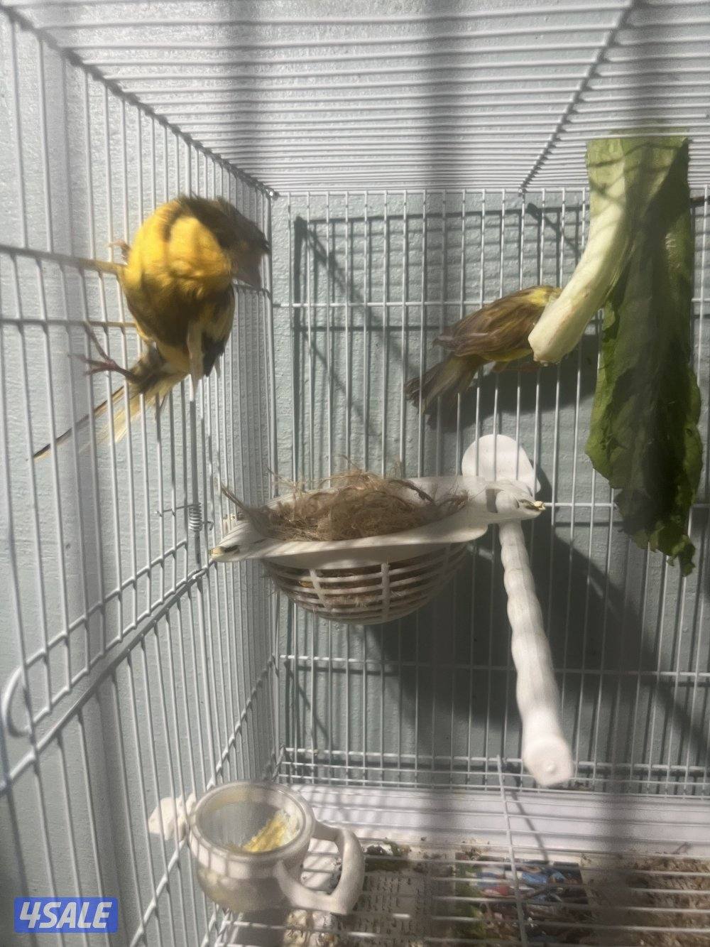 جوز كناري جامبو معاه فرخين نوعهم ايراني للبيع5