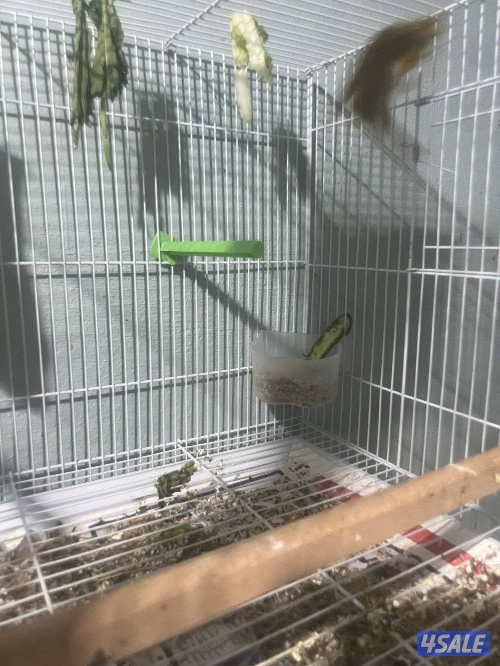 جوز كناري جامبو معاه فرخين نوعهم ايراني للبيع6