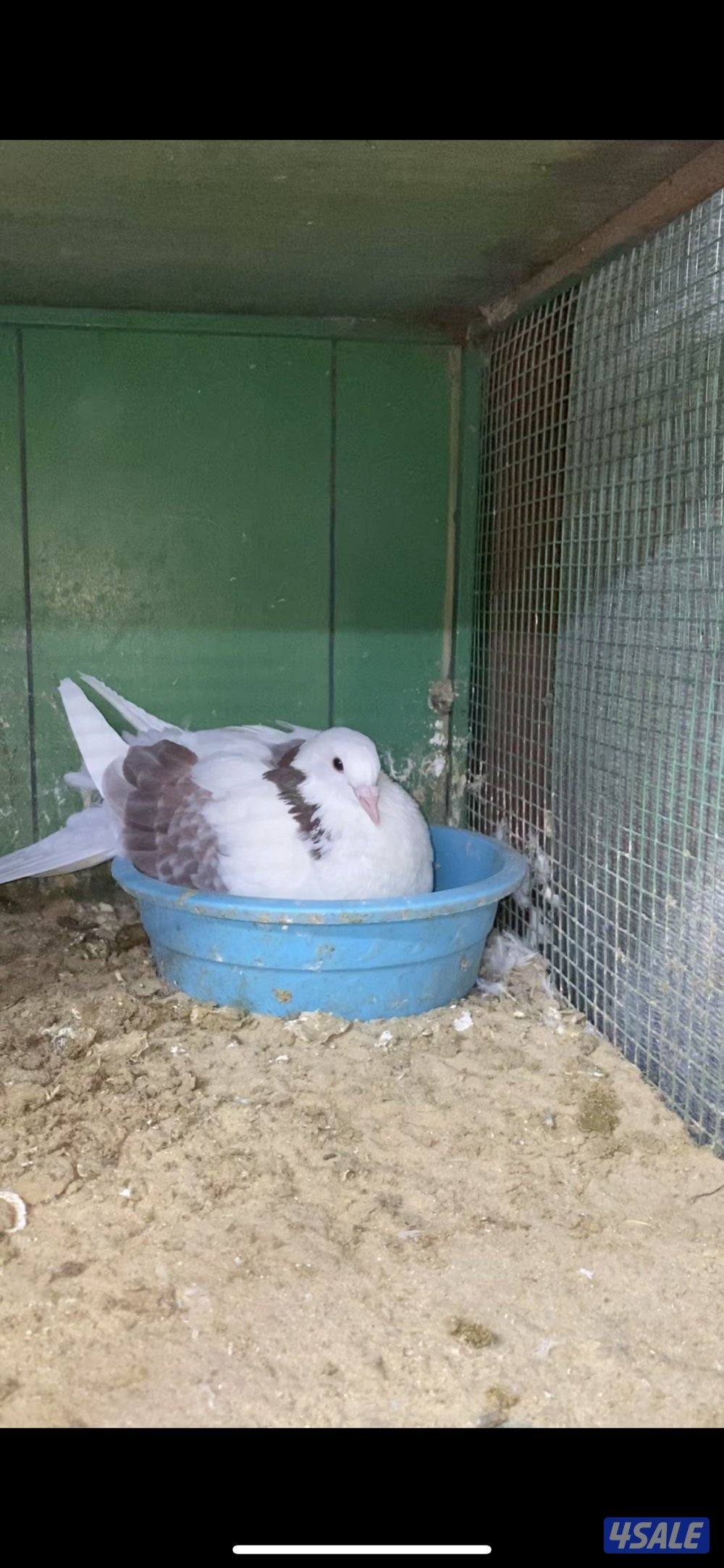 للبيع لاحم الوزان بيور0