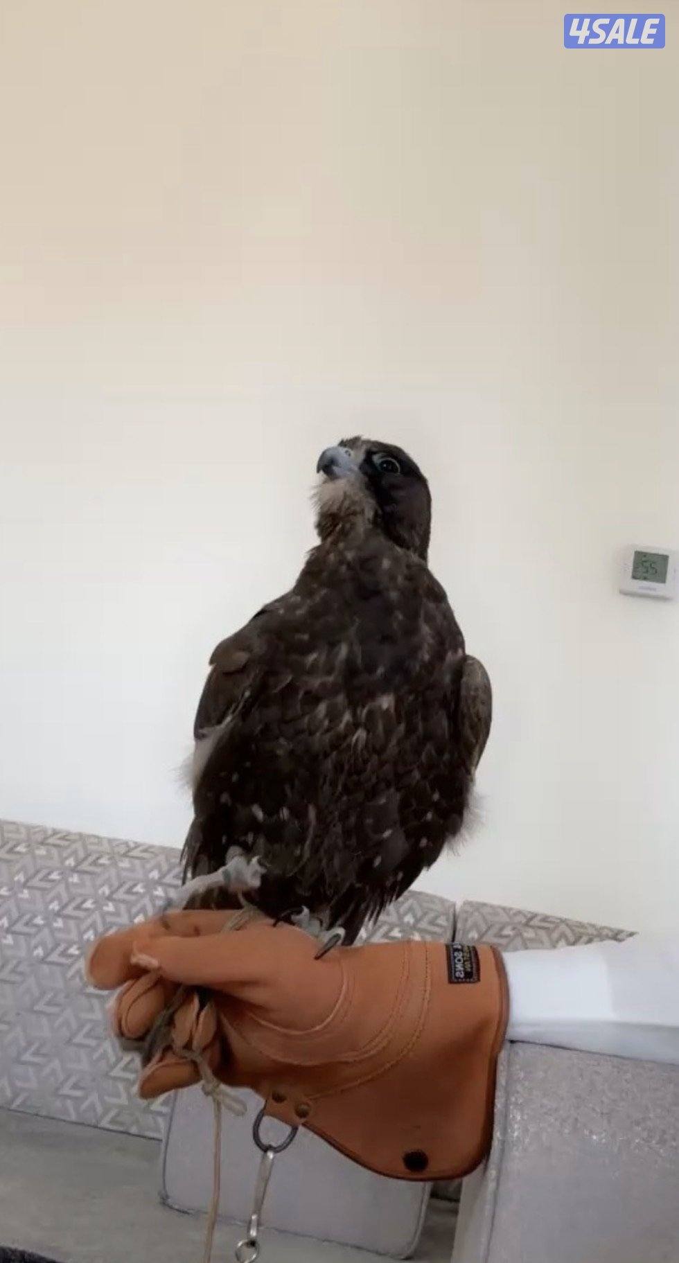 لبيع طير حر من حر طول ١٨ وزود في عرض ١٧ ونص بجر معلم على حريش وكروين0