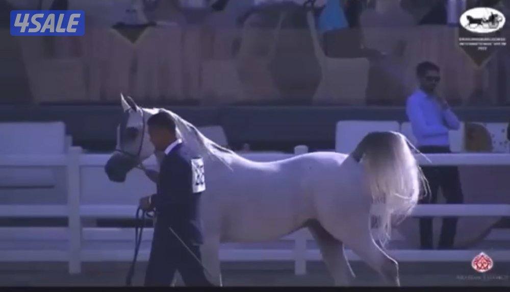 حصان بولش مواليد 2019 شرط السلم مشارك شو سكوره طيب0