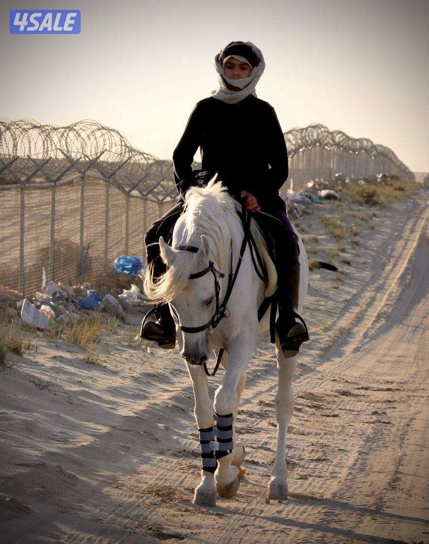 مطلوب سايس خيل خبره0