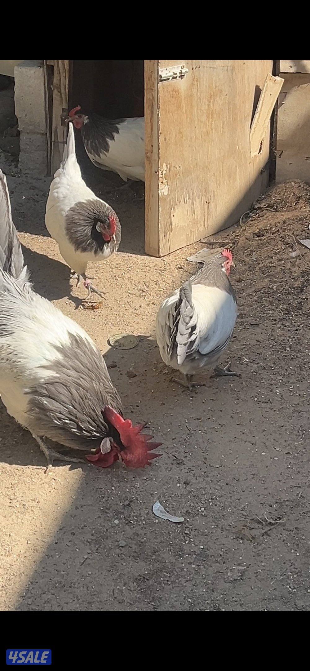 نوادر🐥فروخ لاكن بلو0