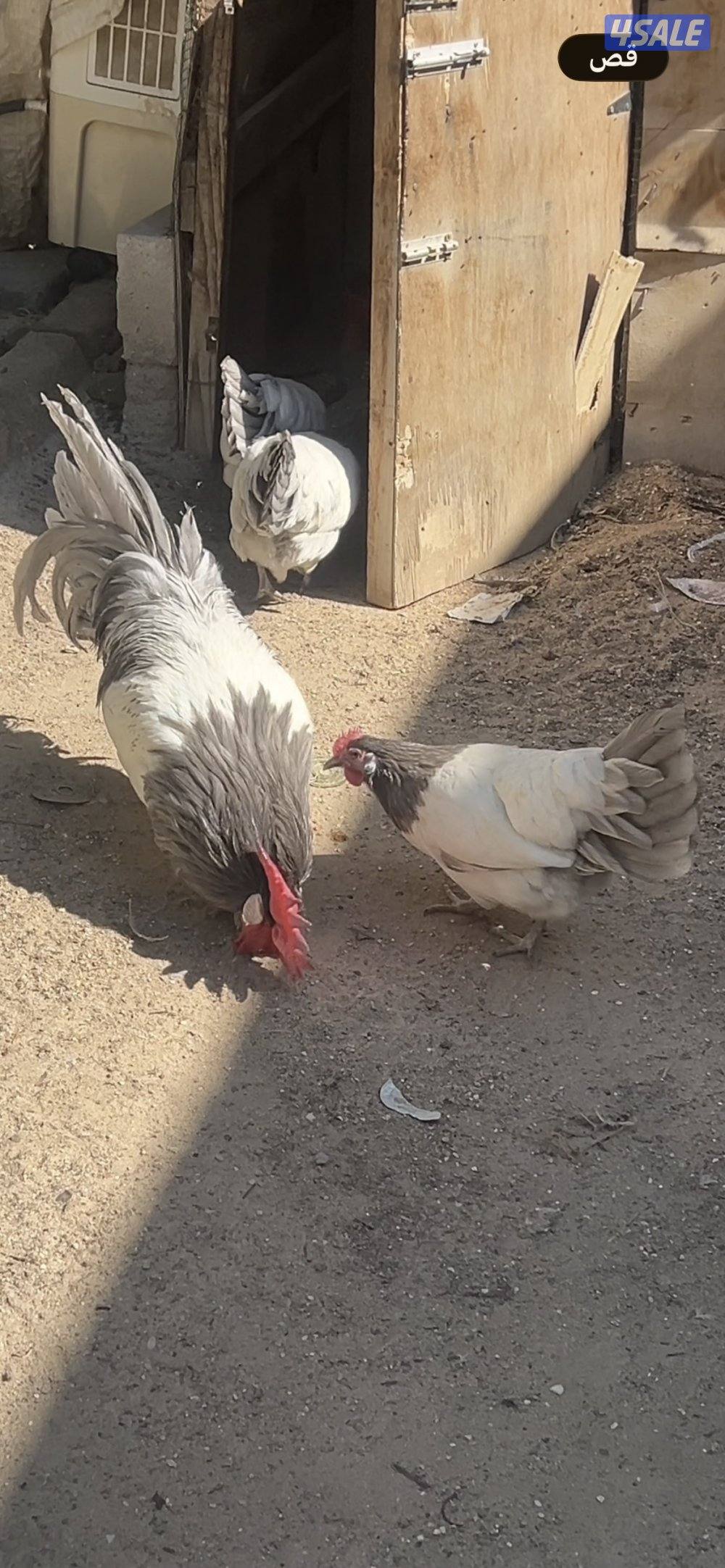 نوادر🐥فروخ لاكن بلو1