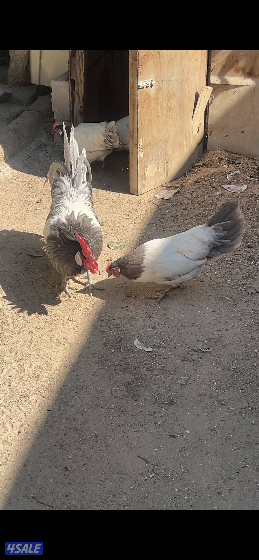 نوادر🐥فروخ لاكن بلو2