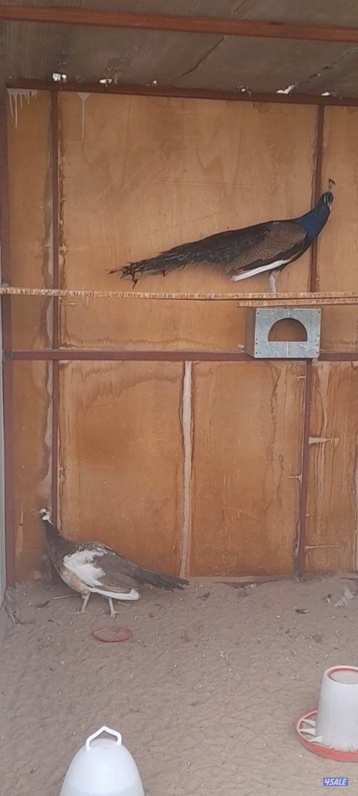 زوج طاووس منتج0